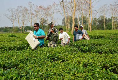 Election staff carry electronic voting machines through tea shrubs on their way to polling stations on the outskirts of the northeastern Indian city of Siliguri April 16, 2014. (Reuters)
