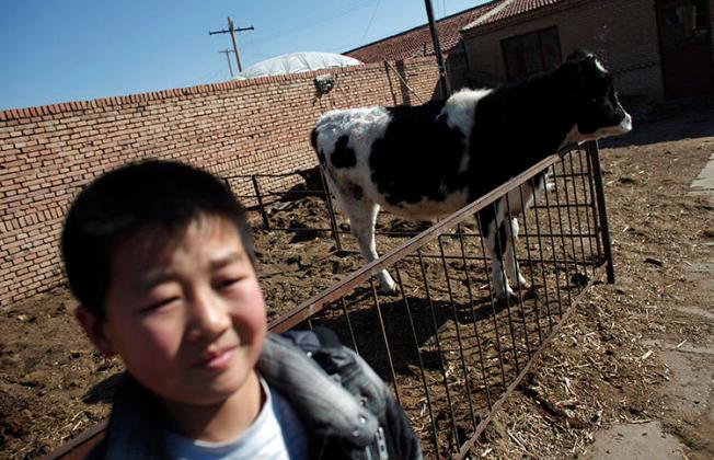 A dairy cow at a farm on the outskirts of Hohhot, in February 2012. A farmer is jailed after publishing an article alleging corruption at a large dairy company. (Reuters/Carlos Barria)