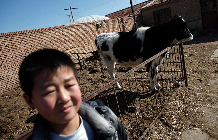 A dairy cow at a farm on the outskirts of Hohhot, in February 2012. A farmer is jailed after publishing an article alleging corruption at a large dairy company. (Reuters/Carlos Barria)