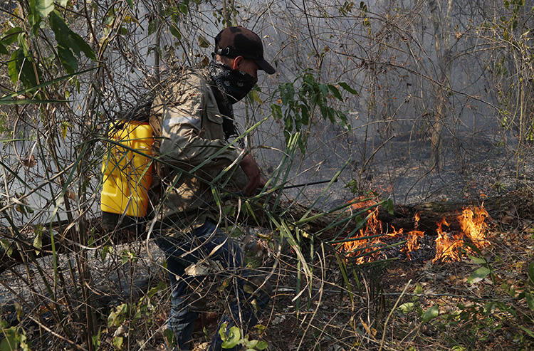 Un voluntario se esfuerza por apagar un incendio forestal en Quitunuquina, en las afueras de Robore, Bolivia, el 24 de agosto de 2019. Los incendios forestales de Bolivia han puesto al descubierto los numerosos riesgos que enfrentan los periodistas ambientales. (AP Photo/Juan Karita)
